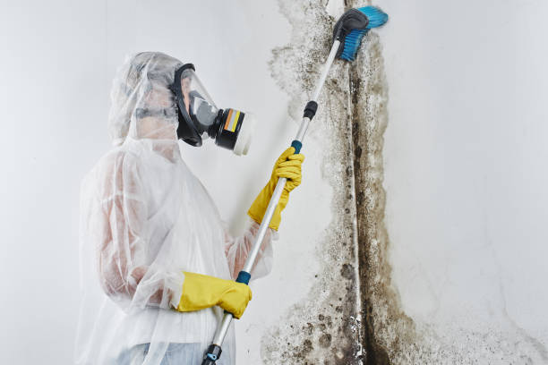 Best Certified Mold Removal  in Sunbury, PA