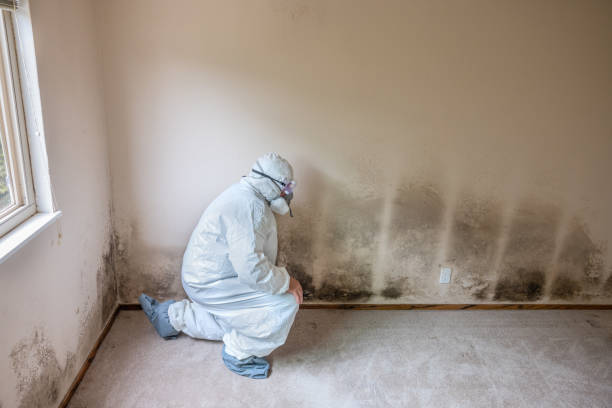 Best Mold Remediation Experts  in Sunbury, PA