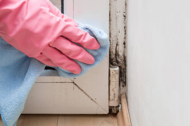 Best Certified Mold Removal  in Sunbury, PA