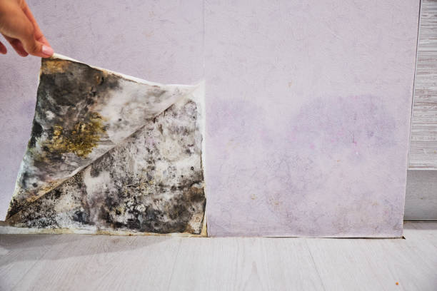 Trusted Sunbury, PA Mold Removal Experts